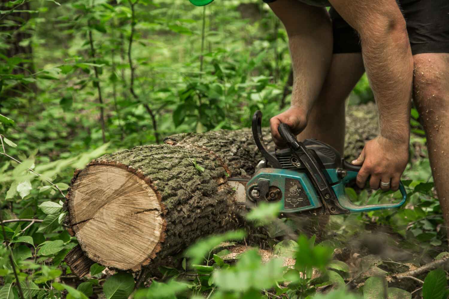 Best Tree Trimming Near Me  in Ormond Beach, FL